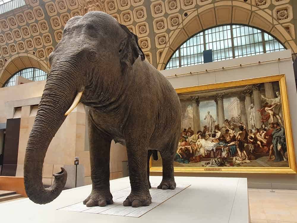 SLUŠALA MOCARTA: Slonica Margarita u Muzeju Orse