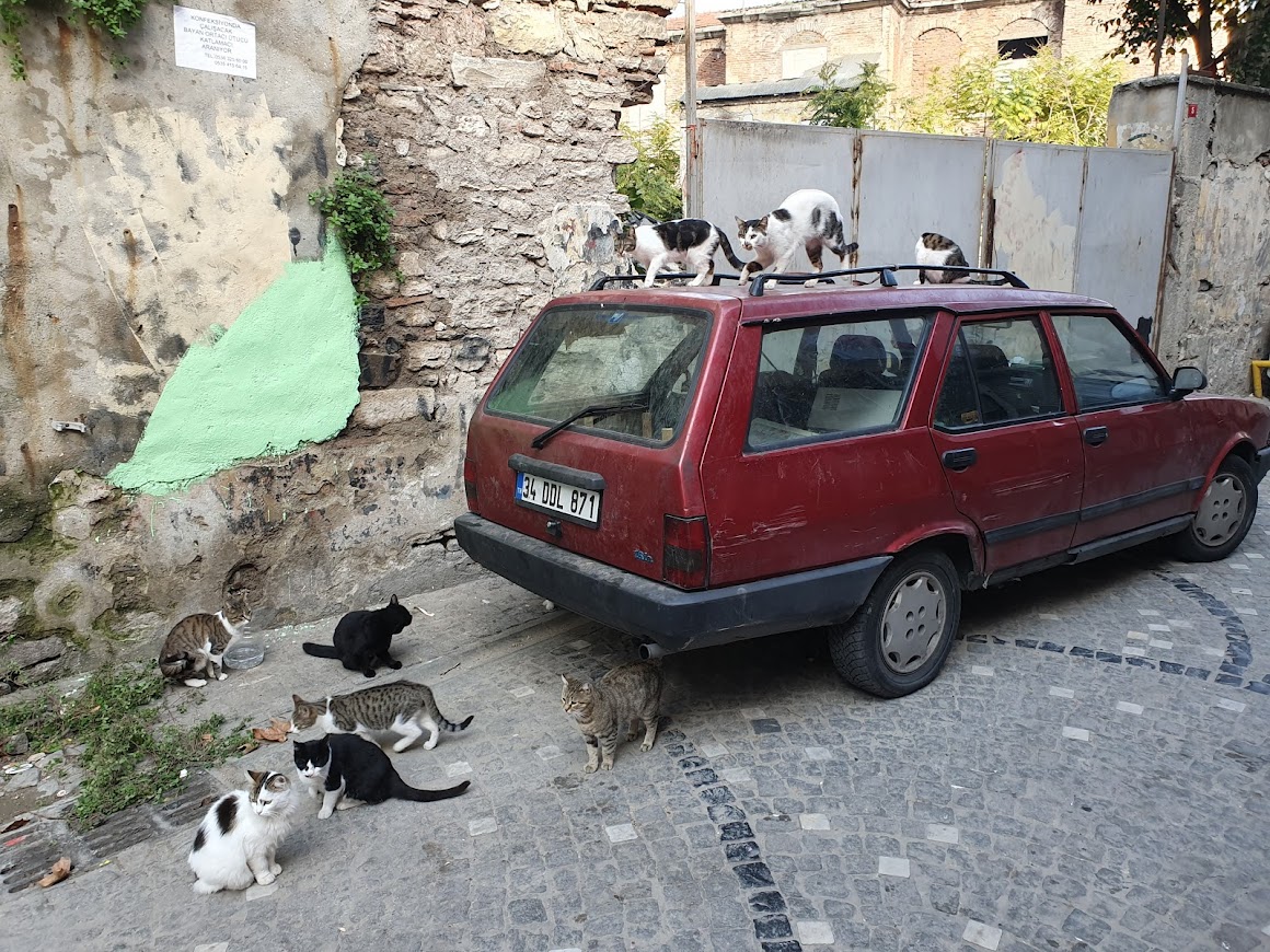 Mačke u Feneru Istanbul