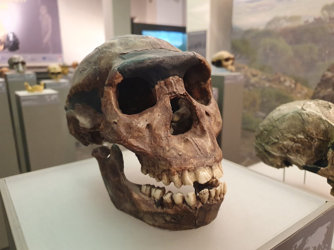 Najstariji Evropljani: Lobanje "prvog belog čoveka" u Nacionalnom muzeju Gruzije