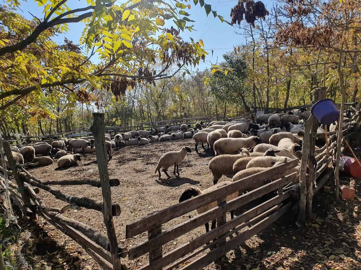 JEDINO VELIKO IMANJE U SELU: Erikine ovce u Banatskom Monoštoru