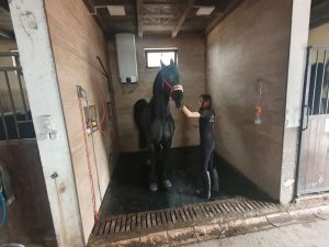 HIGIJENA: Tuširanje konja nakon kasa u Konjičkom klubu Mirela