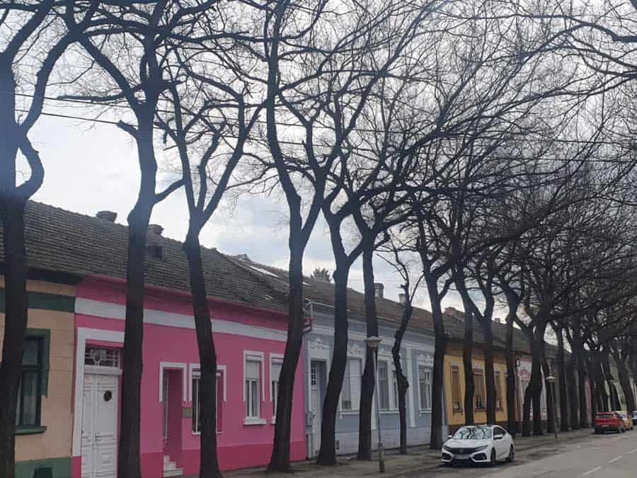 Najlepša ulica u Srbiji: Generala Drapšina je najlepša kad drvored ozeleni