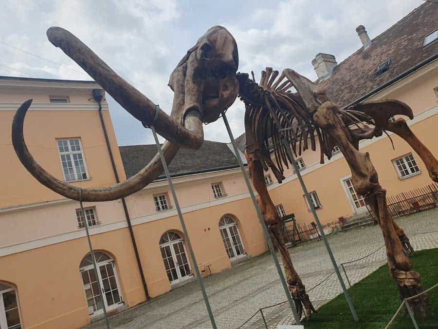 Dvorište Narodnog muzeja: Replika skeleta Kike