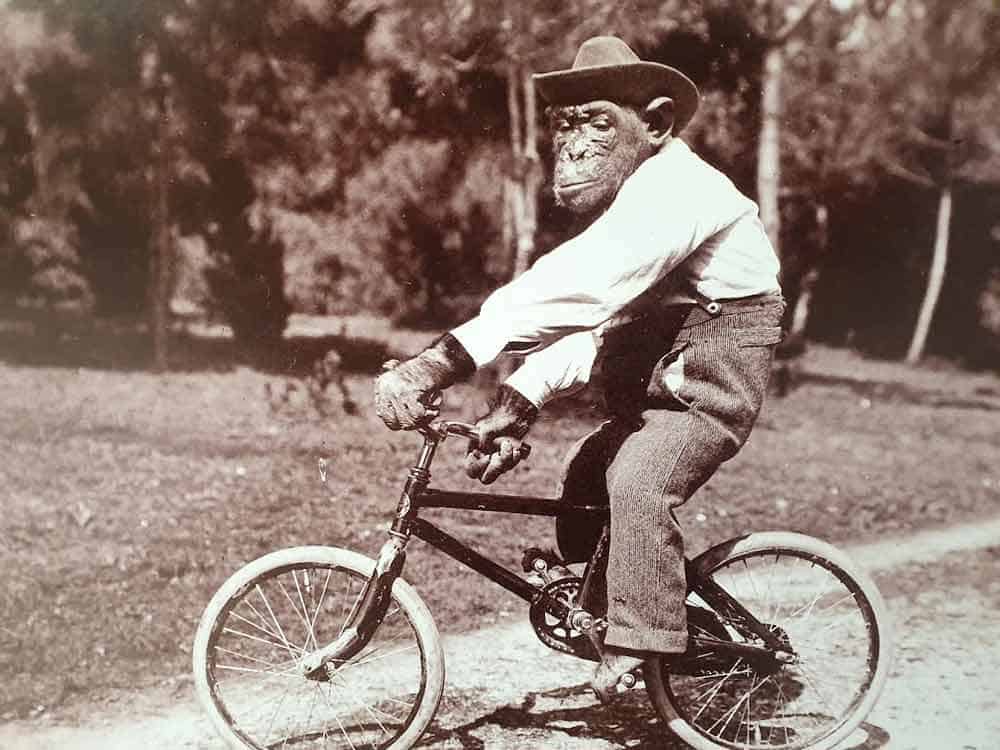 Šimpanza Missie je goste Briona početkom 20. veka zabavljala svirajući violinu, plešući na konopcu, vozeći bicikl...